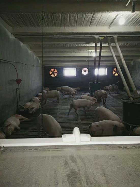牧原養(yǎng)豬場pvc板連接處聚氨酯噴涂案例